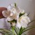 Cold Porcelain Gardenia Flowers